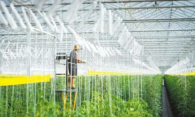 加強規?；N植基地建設與農業生產托管服務，助力蔬菜產業穩定發展