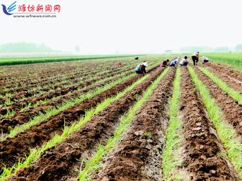 農業生產托管服務 賦能現代農業，繪就鄉村振興新圖景